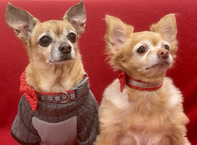 Sophie and Princess